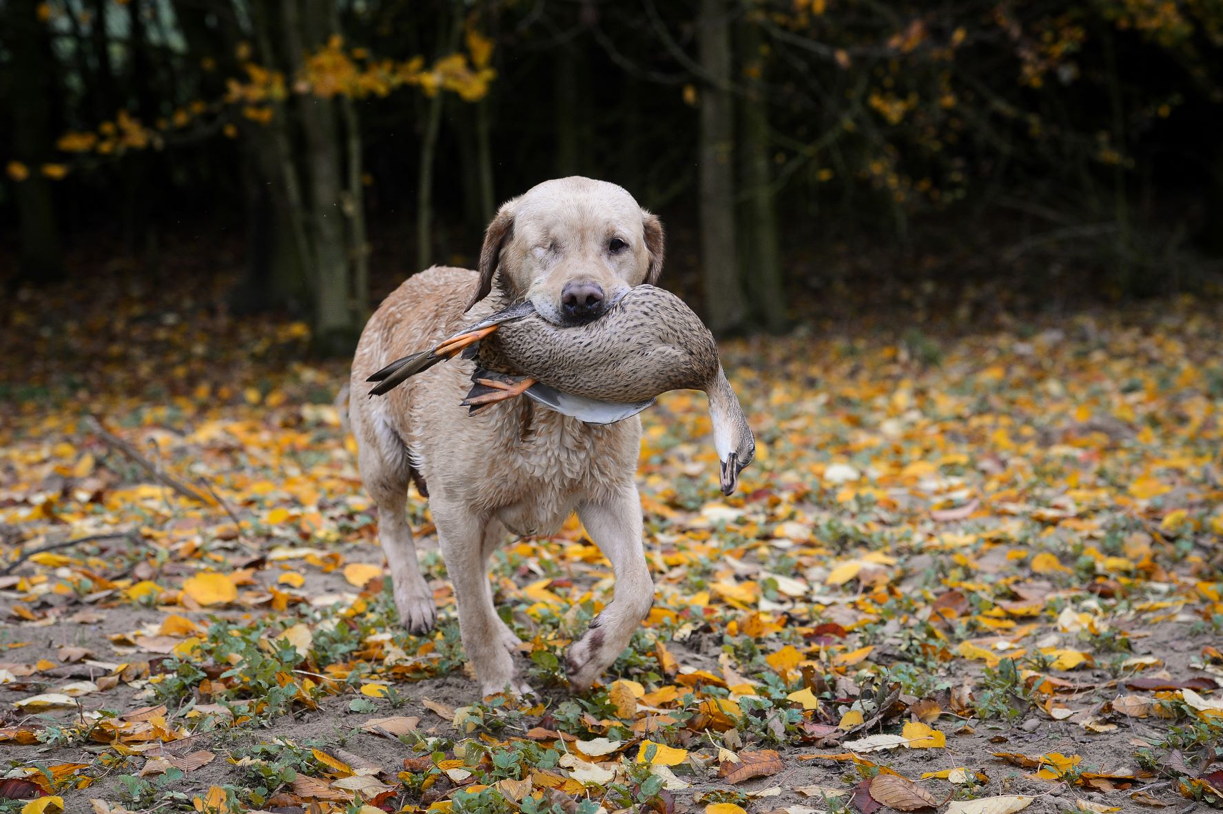 golden coloured dog who is blind in one eye retrieving a game bird